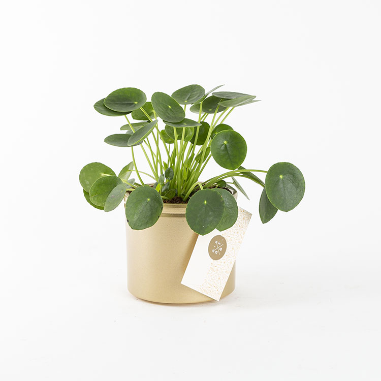 Pilea | Bloom and Fresh