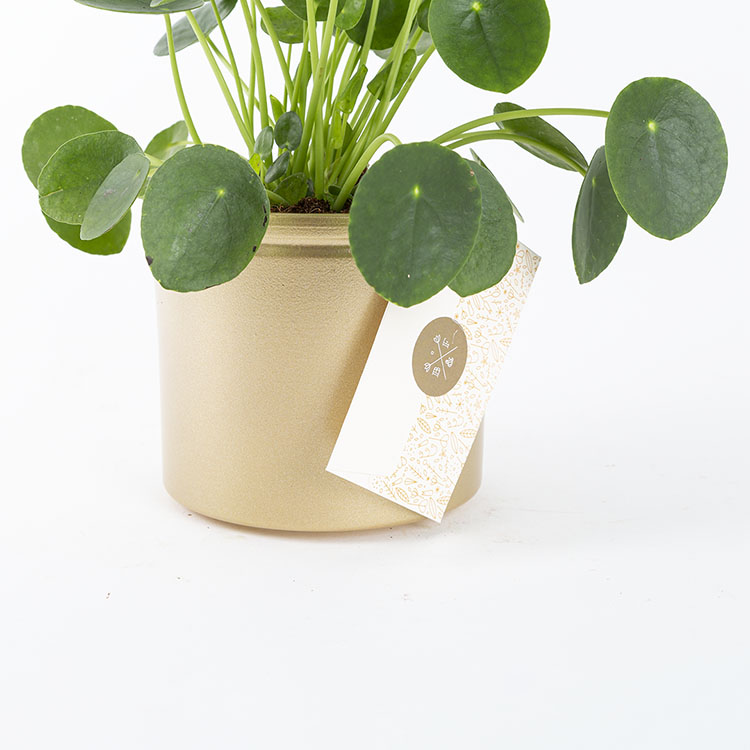 Pilea | Bloom and Fresh