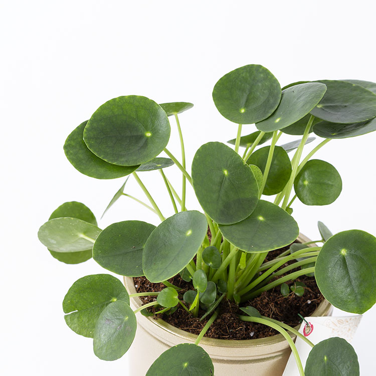 Pilea | Bloom and Fresh