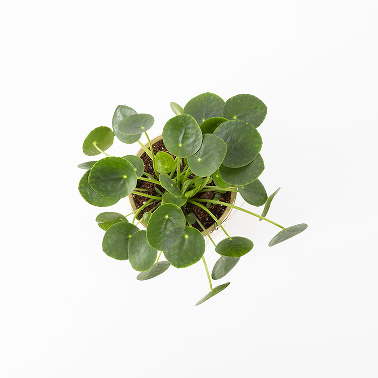 Pilea | Bloom and Fresh