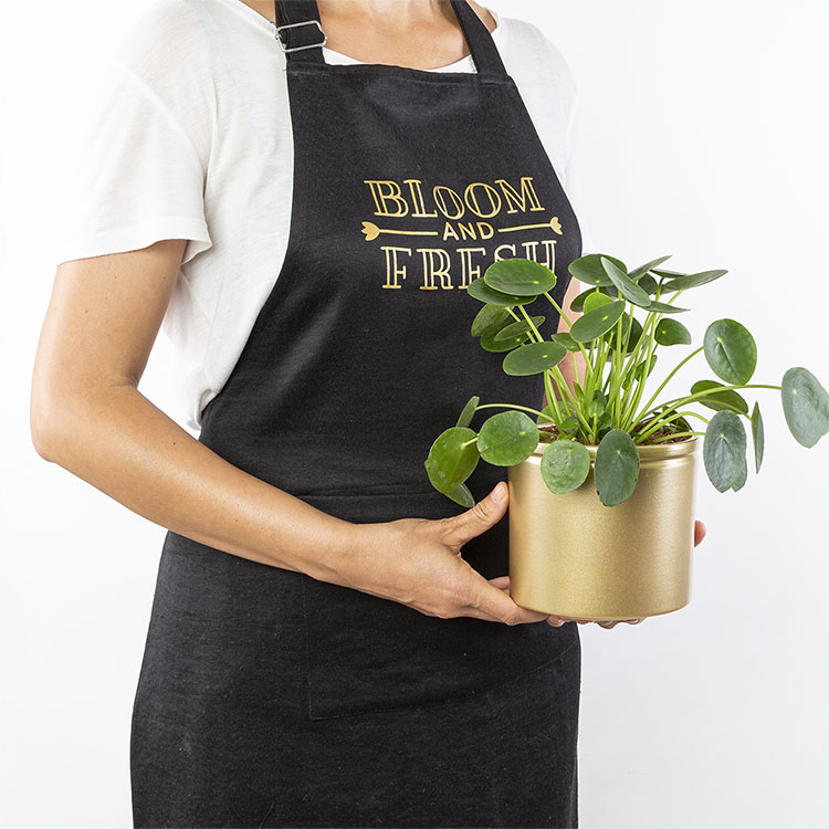 Pilea | Bloom and Fresh