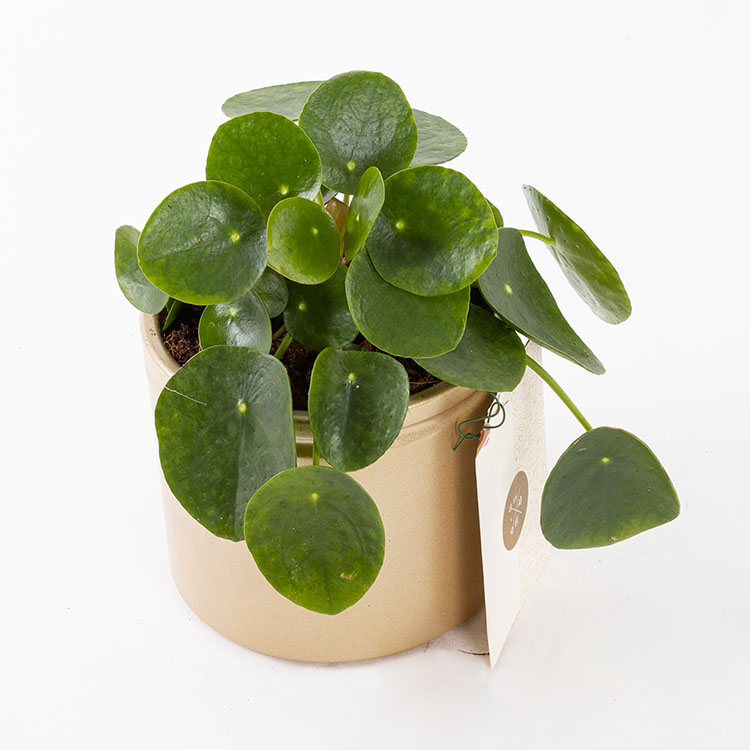 Pilea | Bloom and Fresh