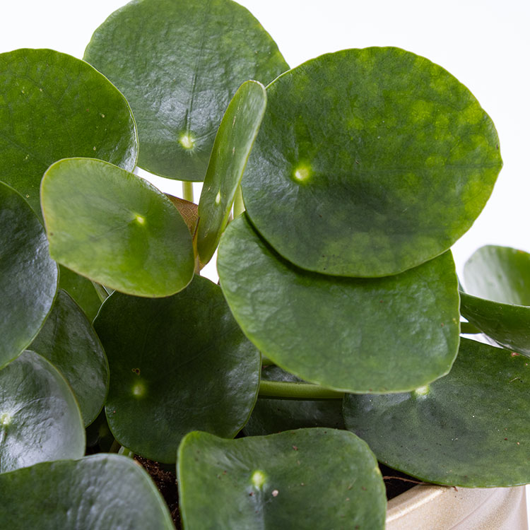 Pilea | Bloom and Fresh