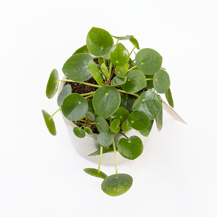 Pilea | Bloom and Fresh